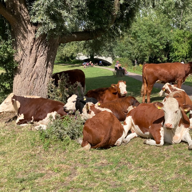 Cow on Lammas Land Bovine TB eradication