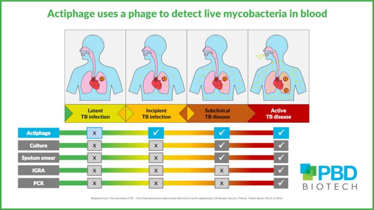 Actiphage uses a phage to detect live mycobacteria in blood
