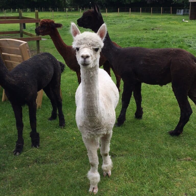 Johne's Disease testing in Alpacas
